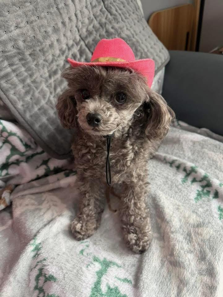 Little Wrangler Custom Pet Cowboy Hat