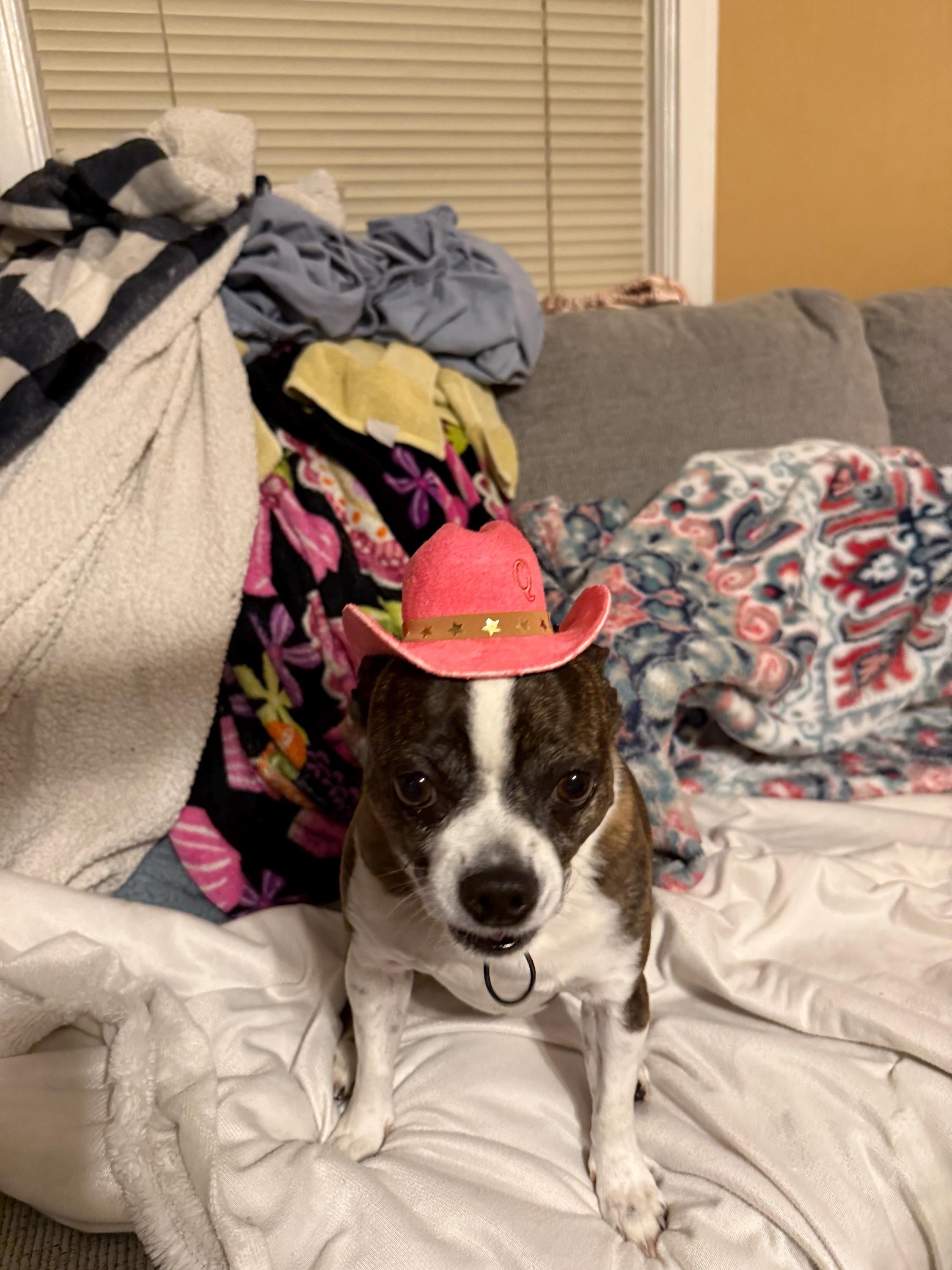 Little Wrangler Custom Pet Cowboy Hat